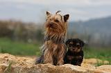 YORKSHIRE TERRIER 618